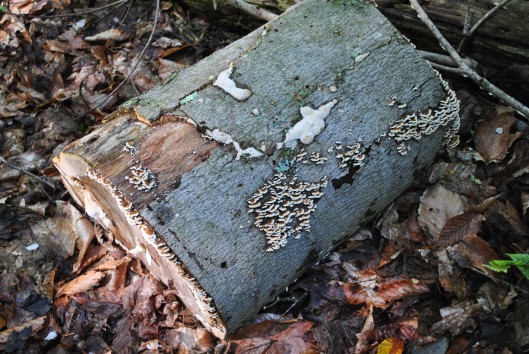 door county log fungus