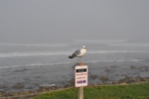 Narragansett foggy shore seagul with funny sign