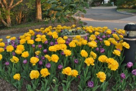 whole bed of yellow and purple