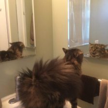 Bohnomie talks to the cat in the bathroom